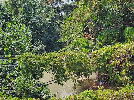 aerial_wiring_covered_vegetation